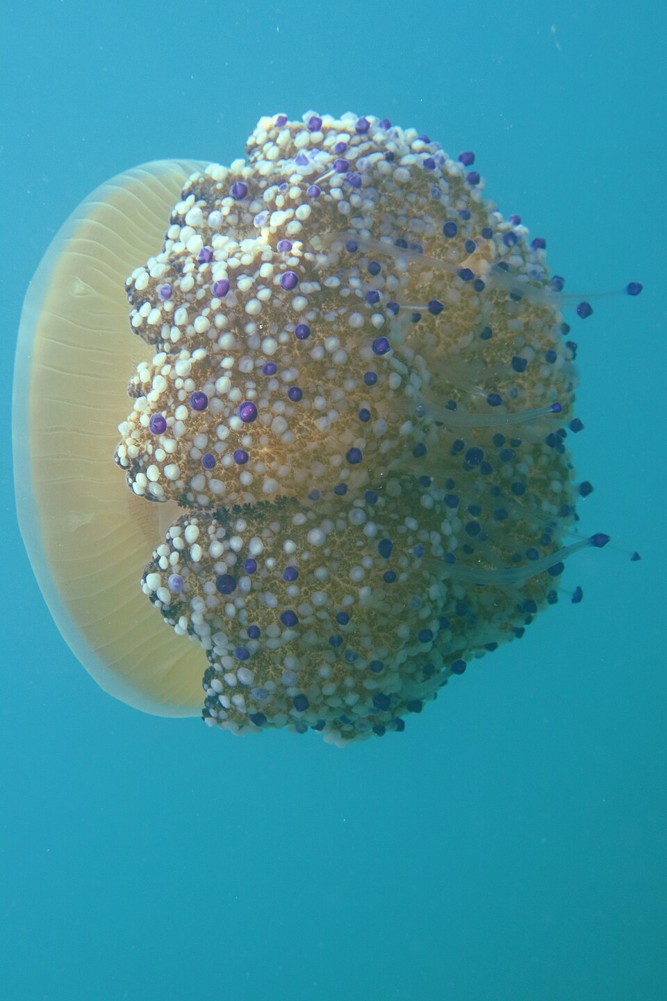 Fried egg jellyfish Cotylorhiza tuberculata in the Adriatic Sea