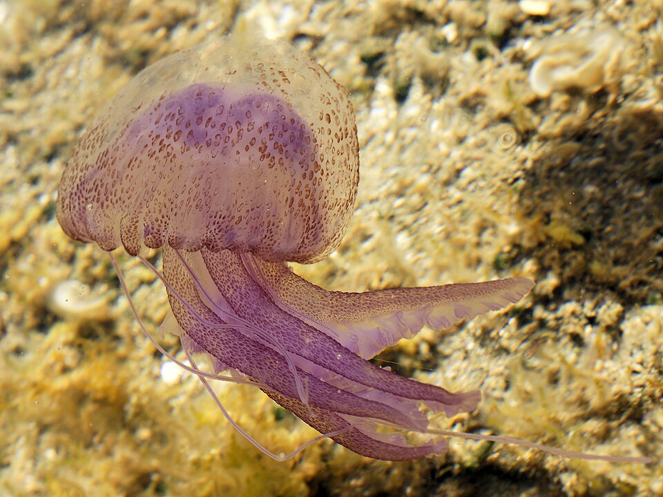 Фиолетовая светящаяся медуза Pelagia noctiluca с длинными щупальцами