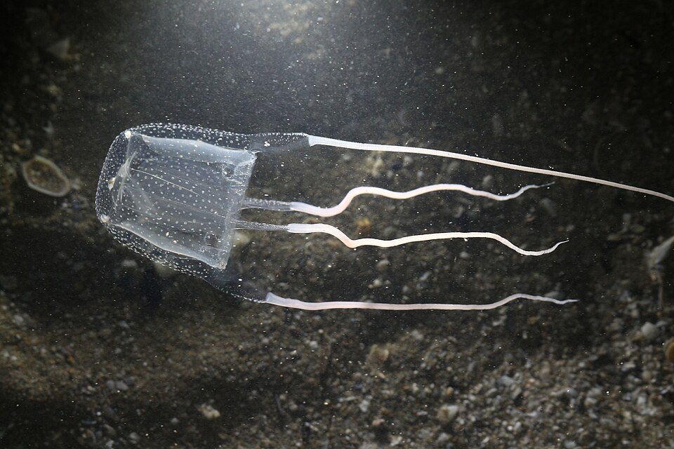 Piccola medusa trasparente Carybdea marsupialis dal mare Adriatico