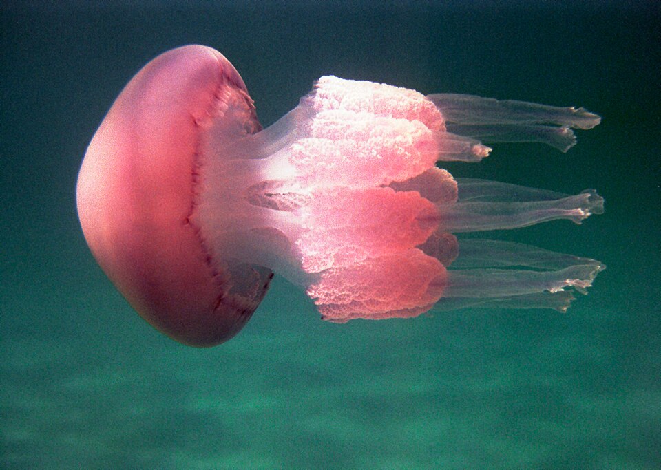 Medusa Rhizostoma pulmo presente nel mare Adriatico vicino a Rimini